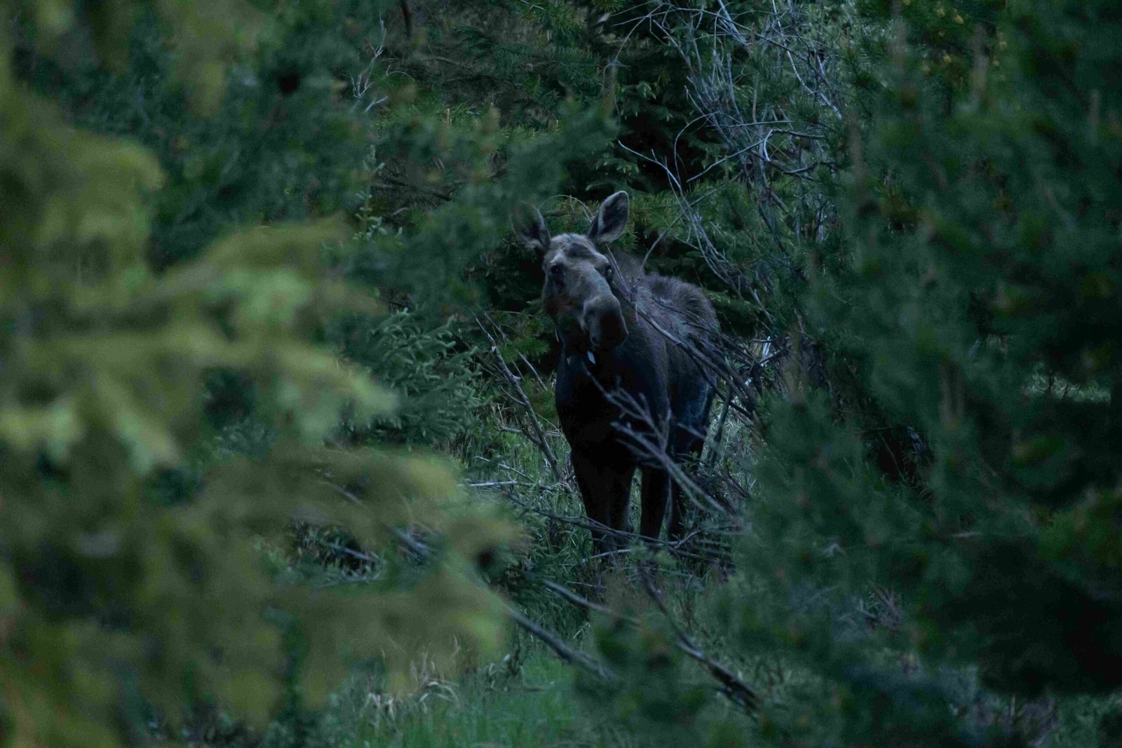 visitors feeding wildlife in rocky mountain national park